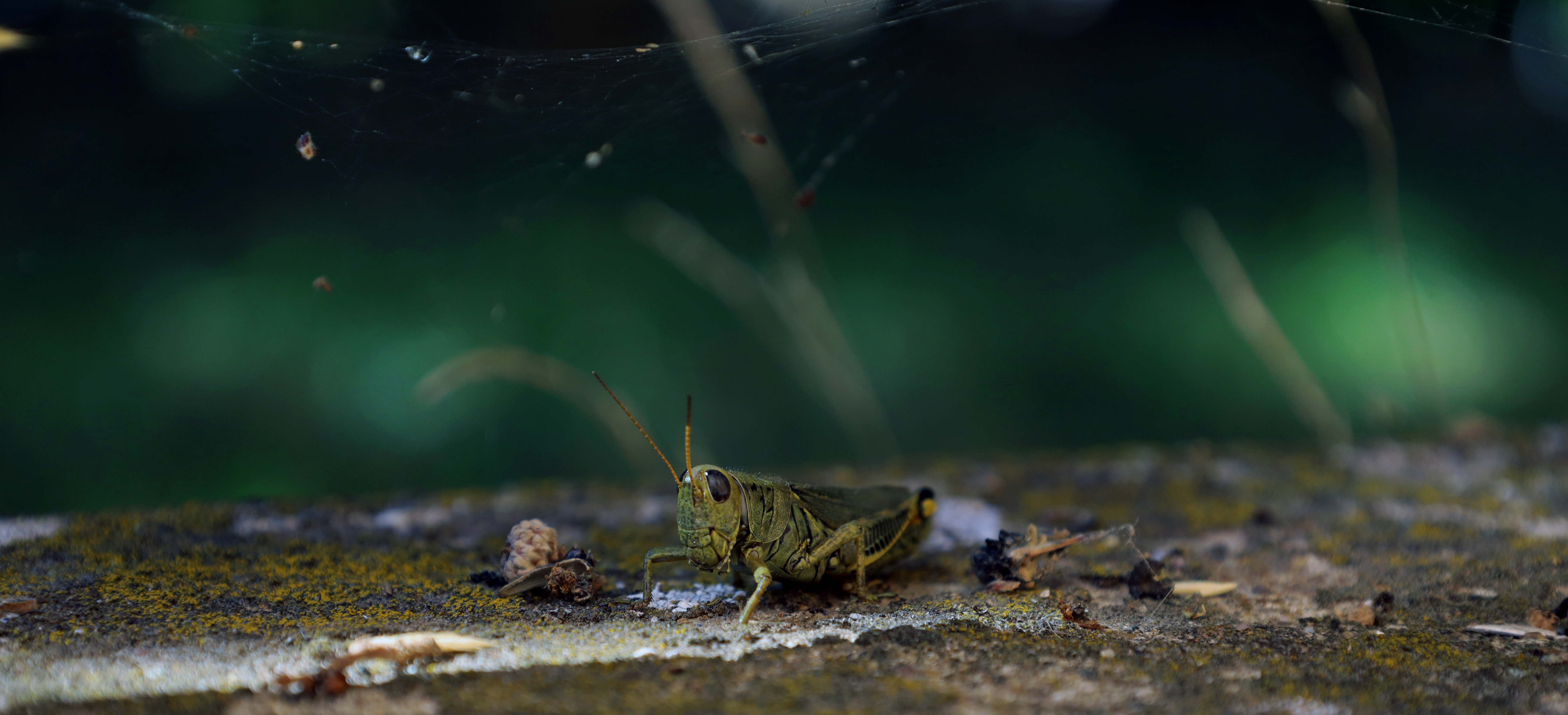 Grasshopper