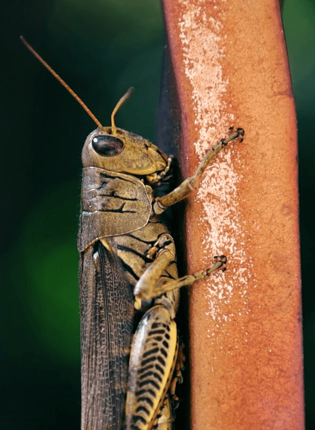 Grasshopper Portrait